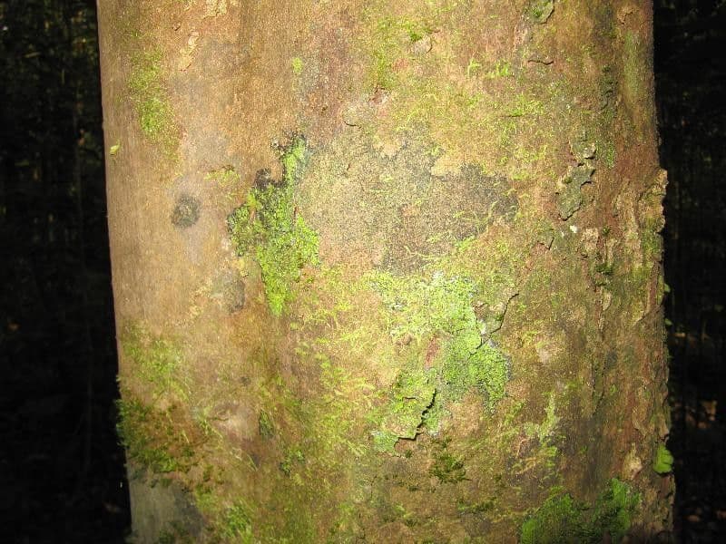 Micrandra 5
