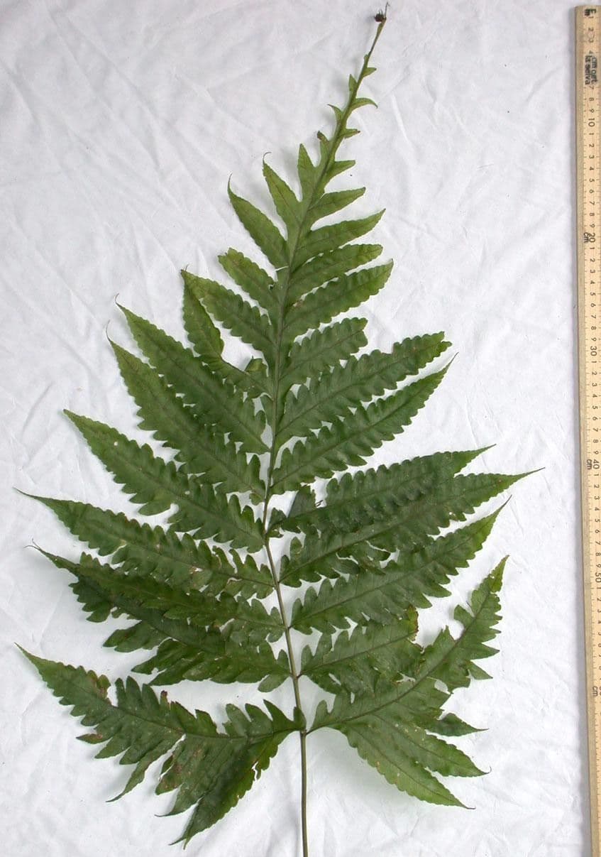 Bolbitis portoricensis 11