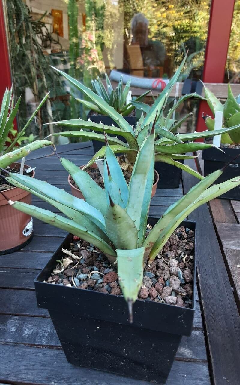 Agave 8