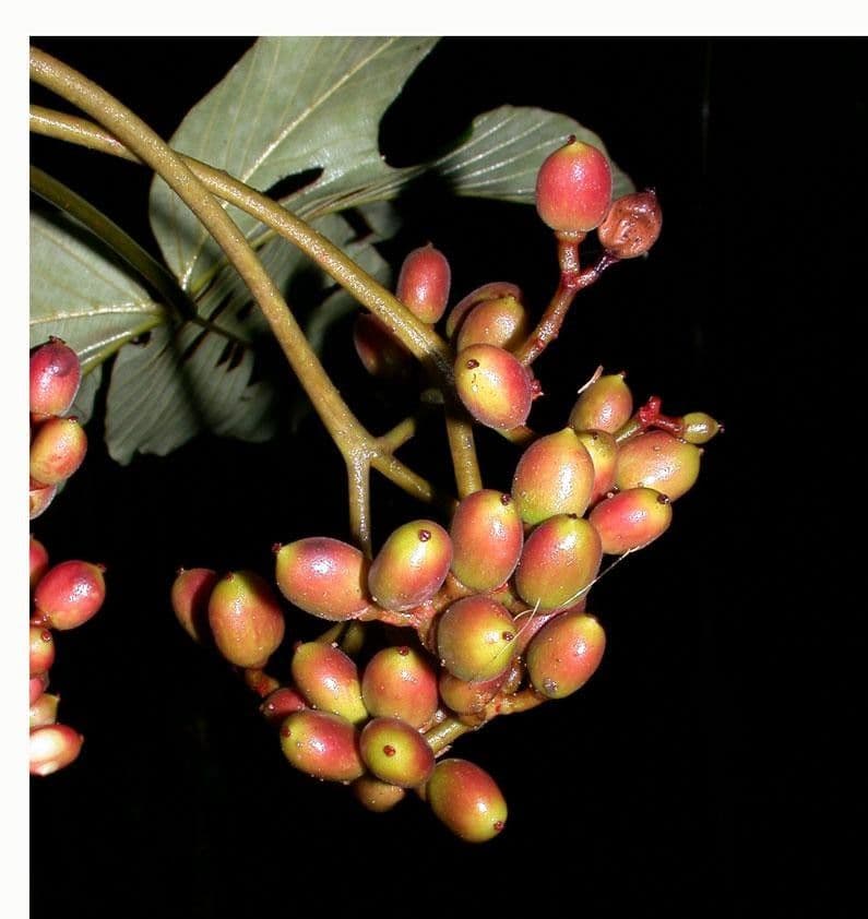 Pourouma bicolor 4