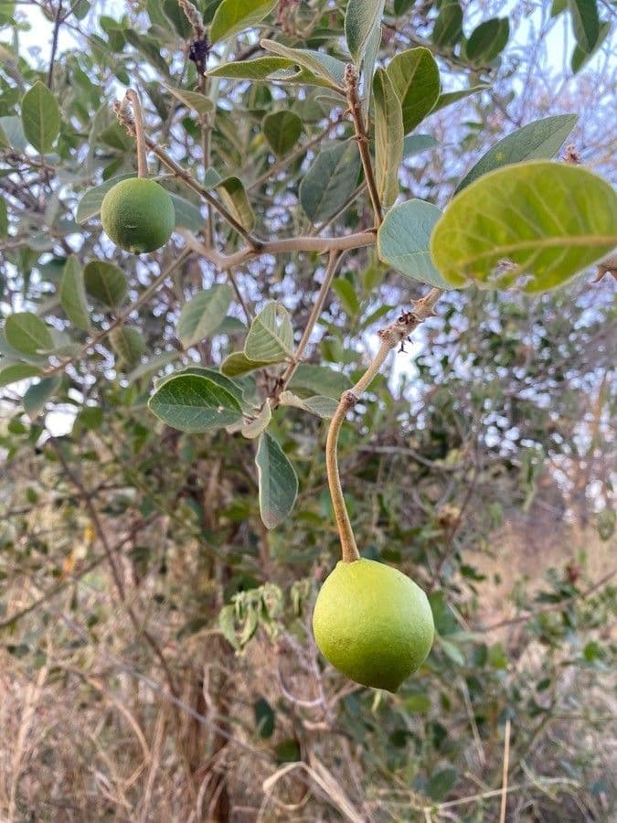 Cappero africano 3