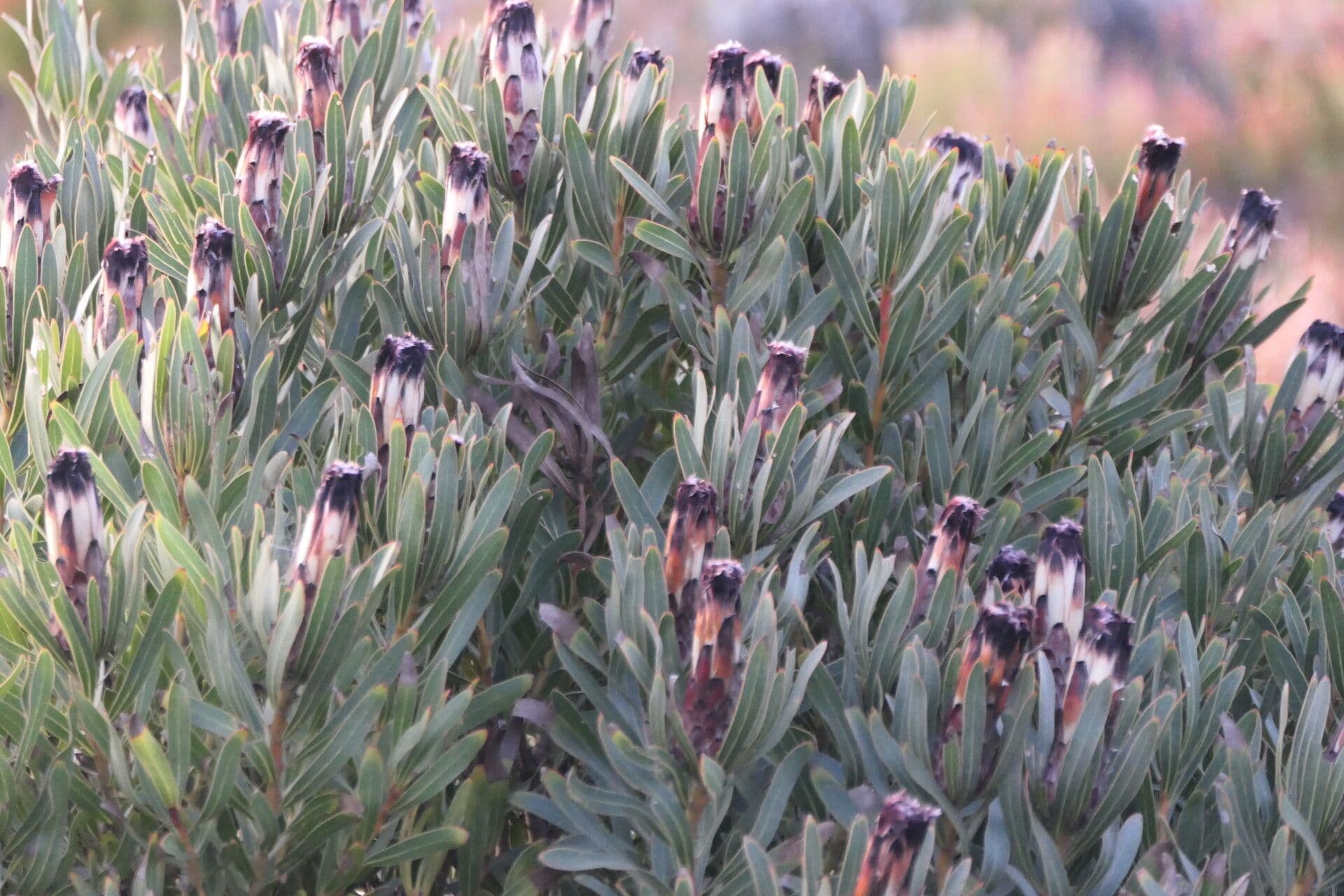 Protea