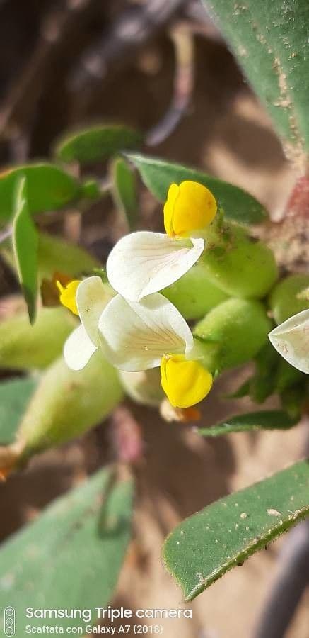 Tripodion tetraphyllum 8