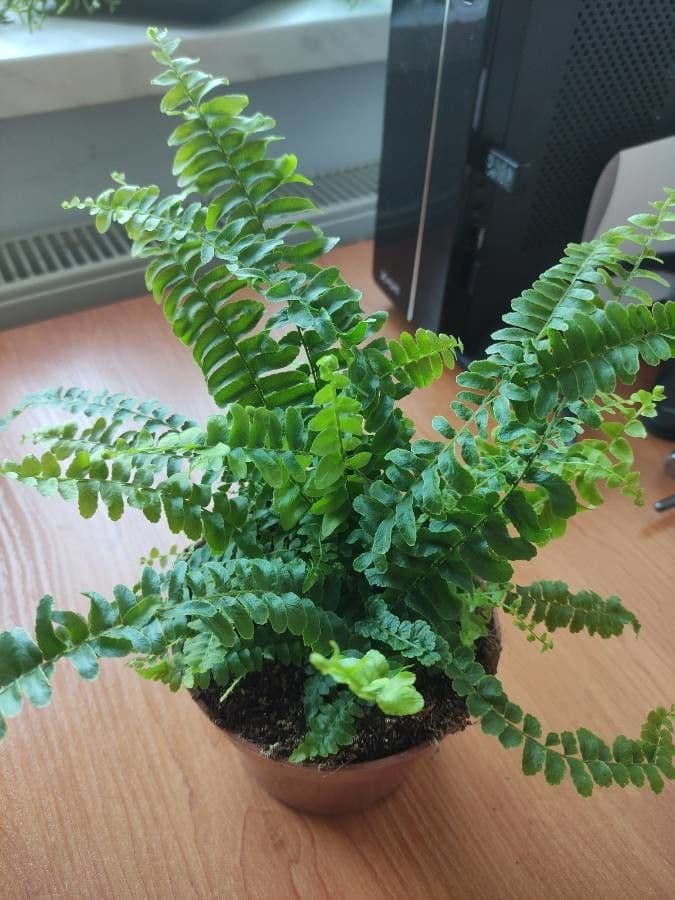 Nephrolepis exaltata 3