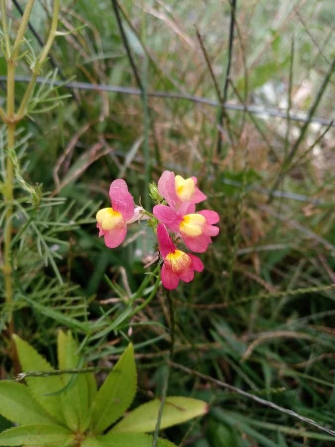 Linaria marocchina 16