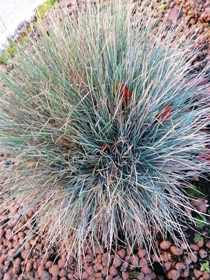 Festuca blu 20