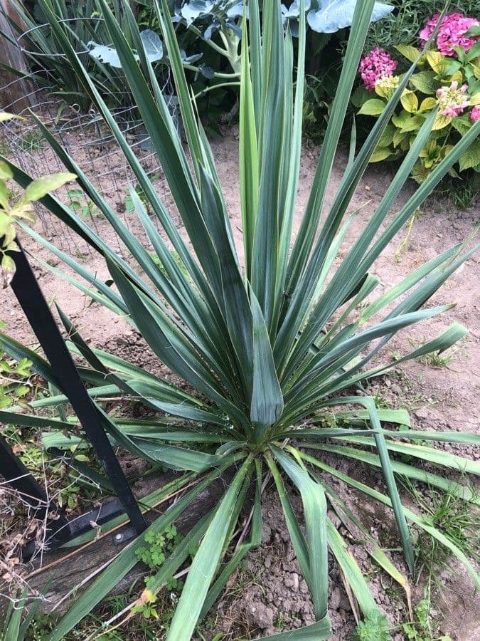 Yucca glauca 17
