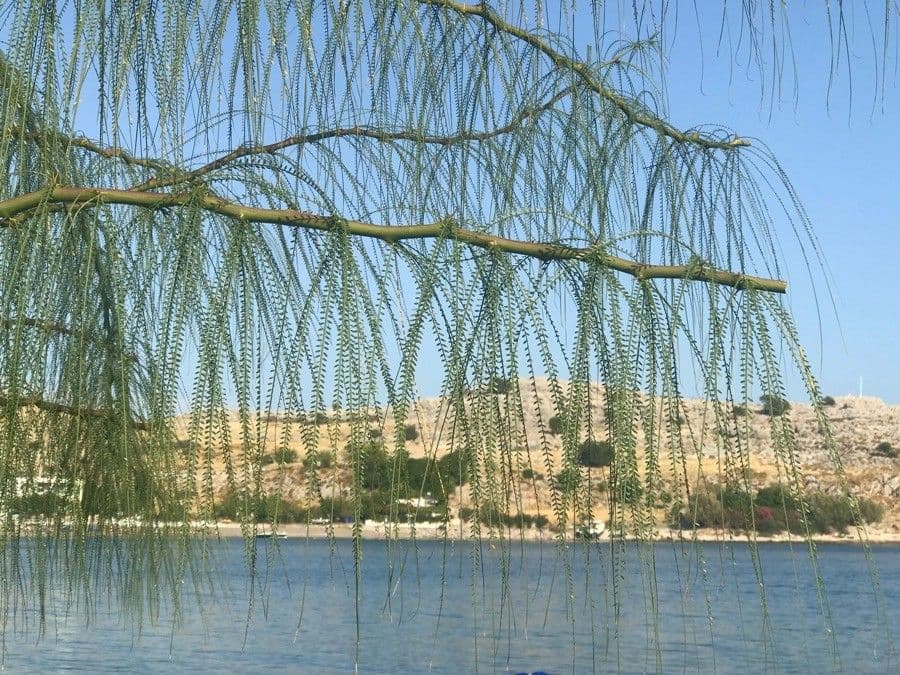 Parkinsonia 19