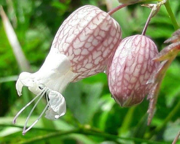 Silene común 30