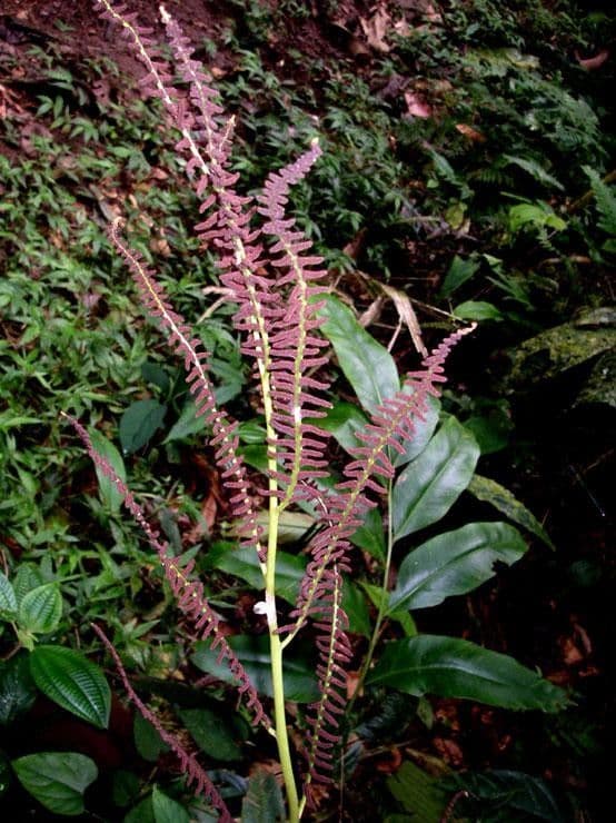 Olfersia 3