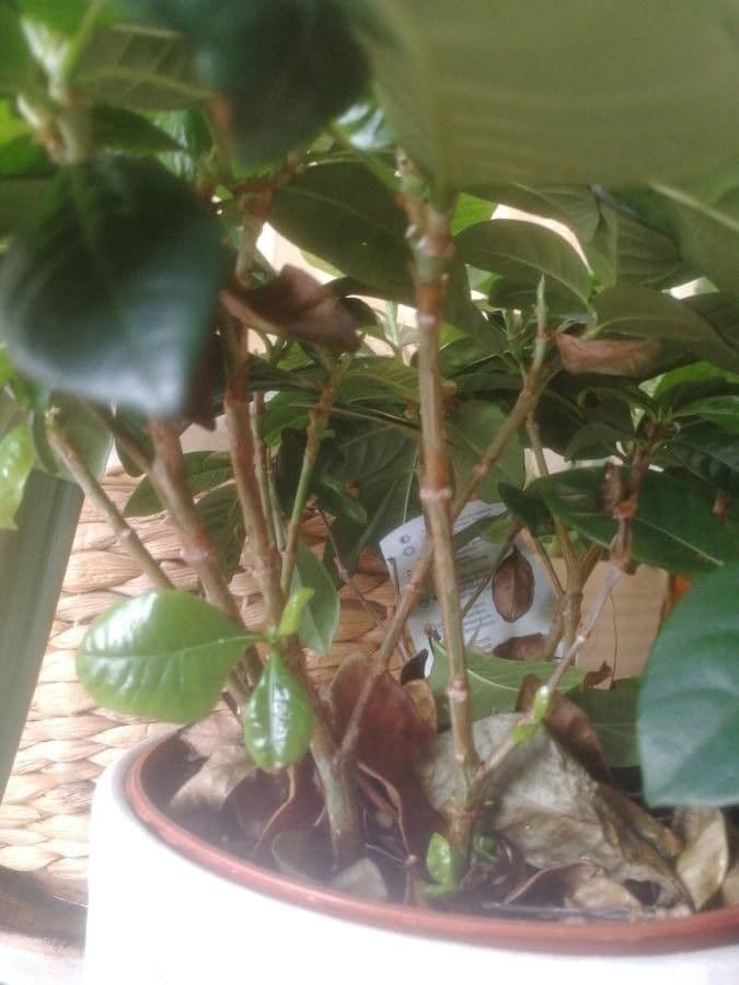 Gardenia tahitańska 17