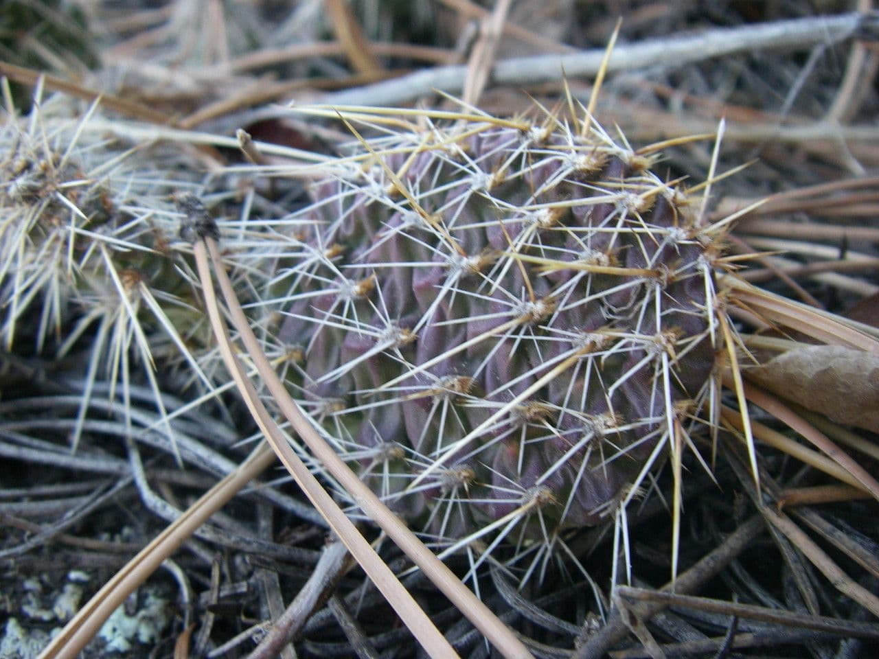 Nopal espinoso 11