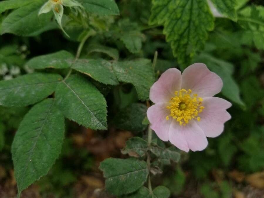 Rosa tomentosa 10