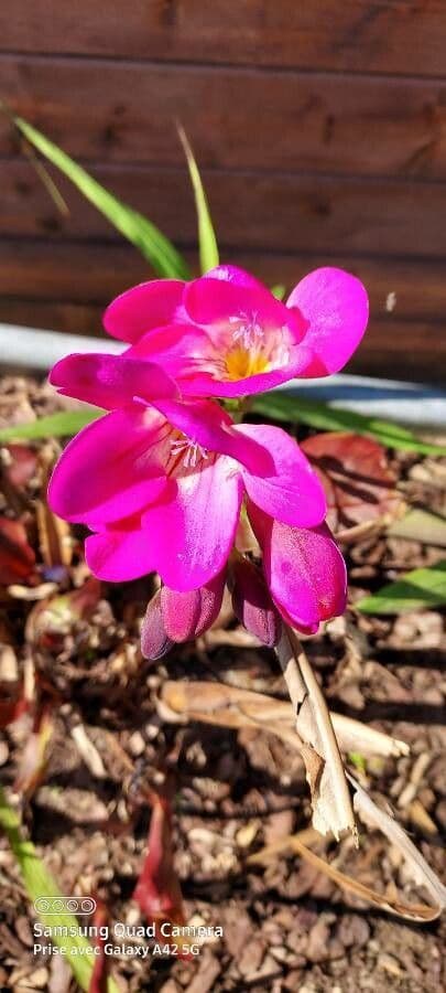 Freesia 4