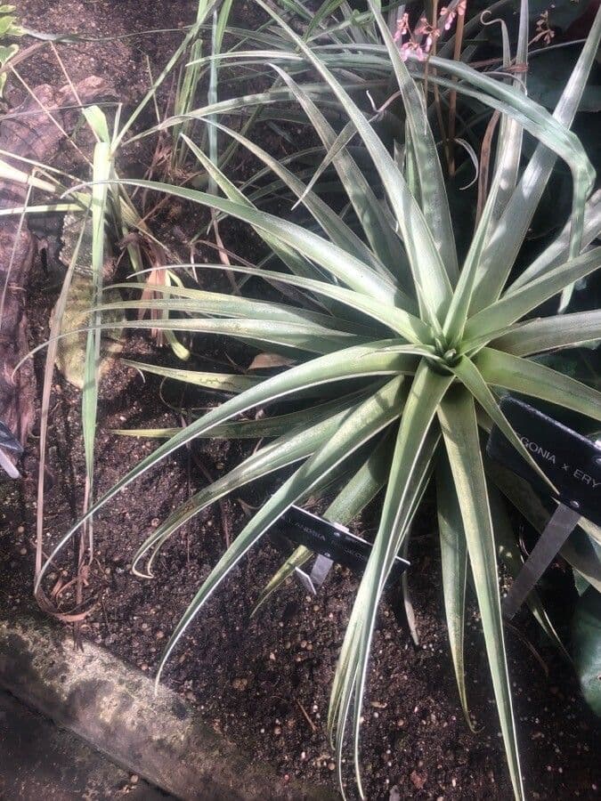 Tillandsia