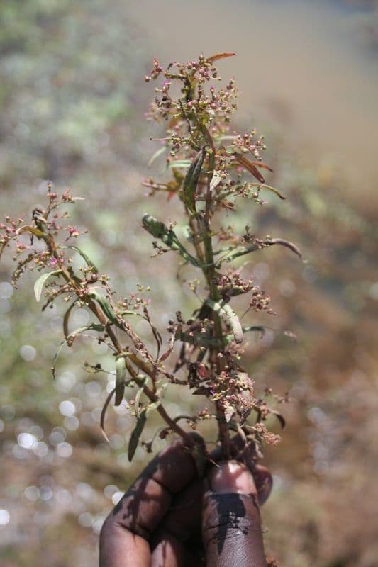 Ammannia 7