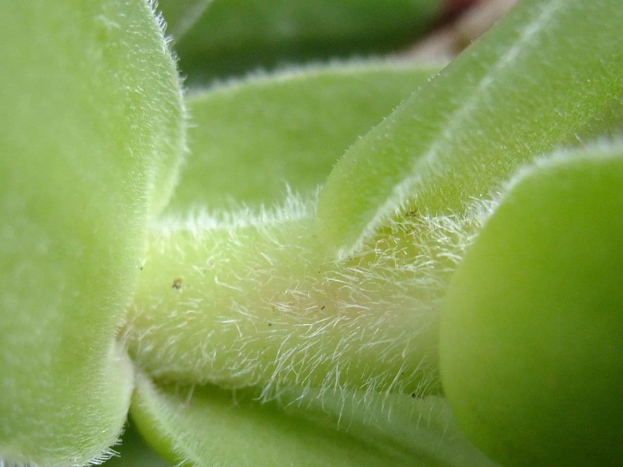 Semprevivo maggiore 22