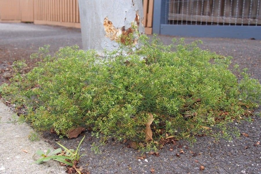 Asperula aristata 19