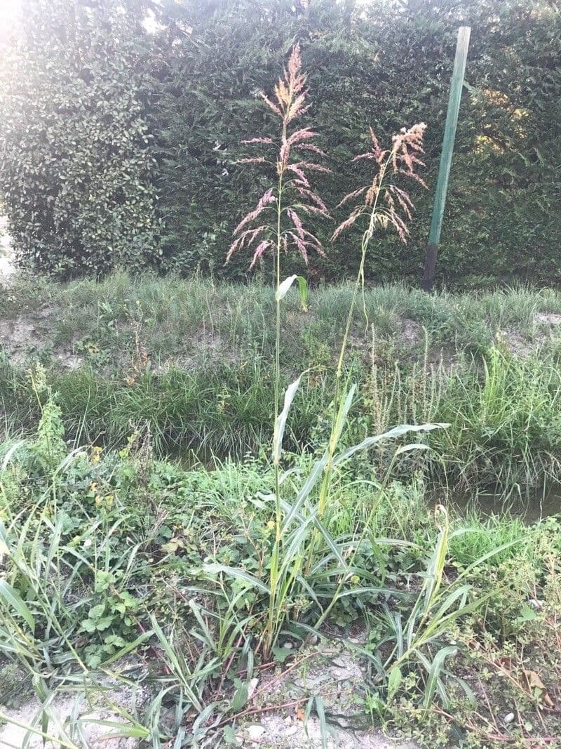 Čirok halepský 13