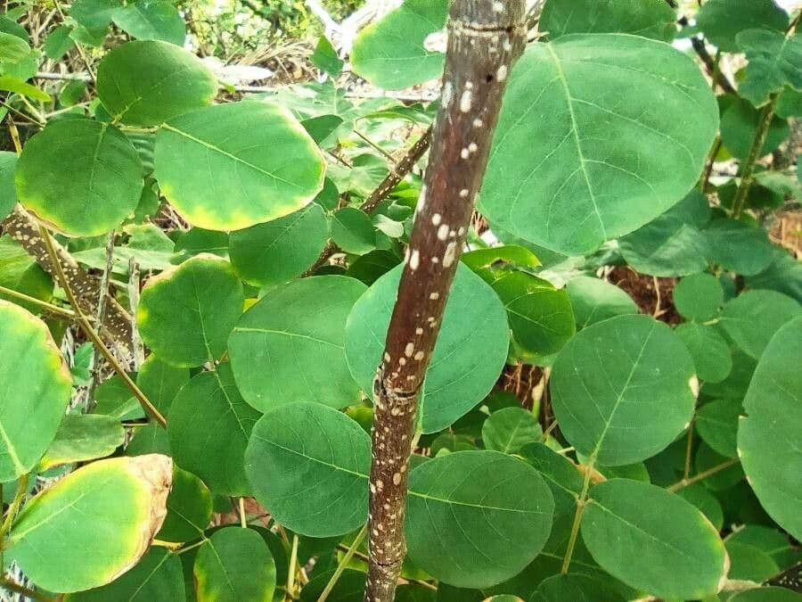 Dendrolóbium 20