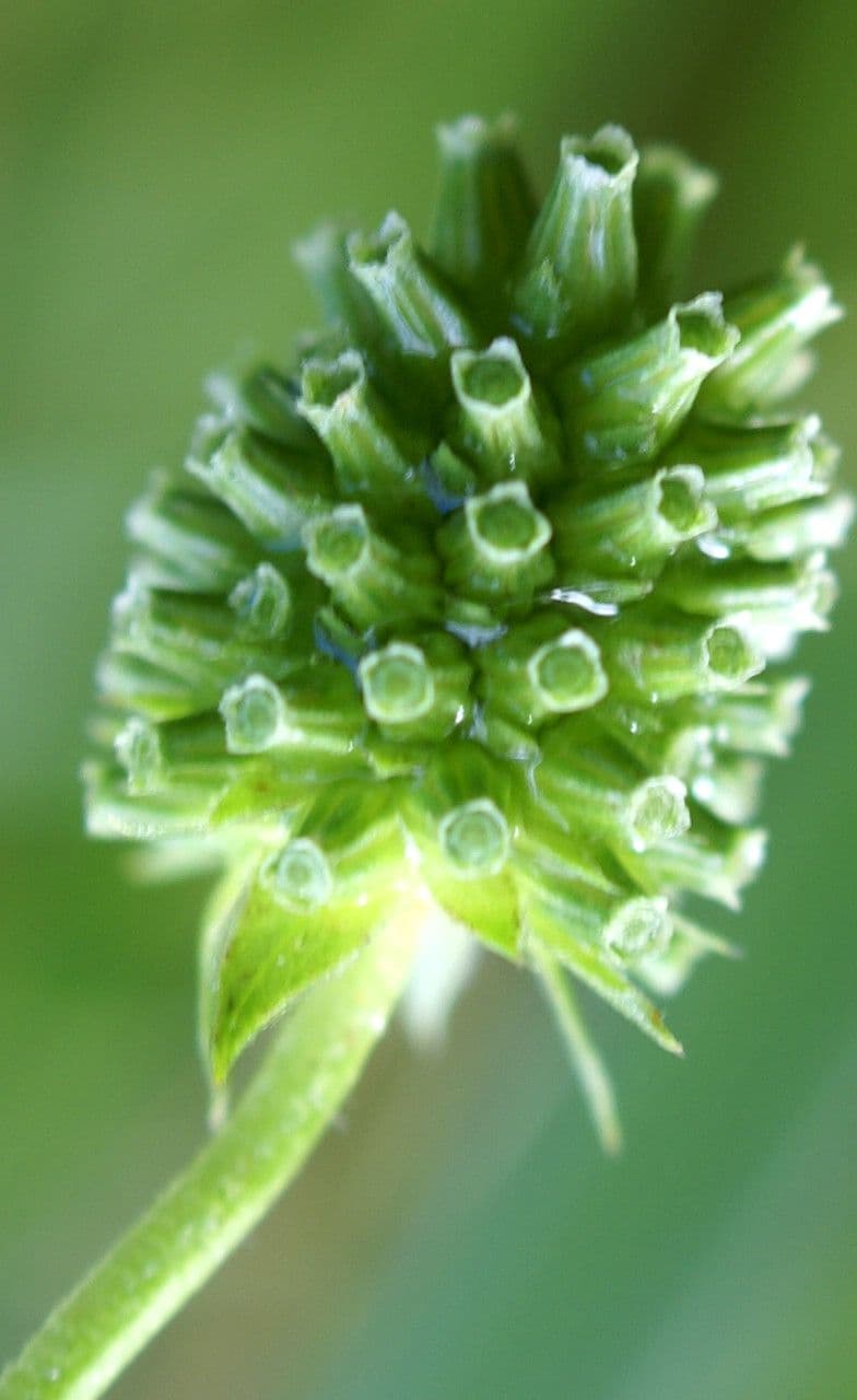 Succisella 3