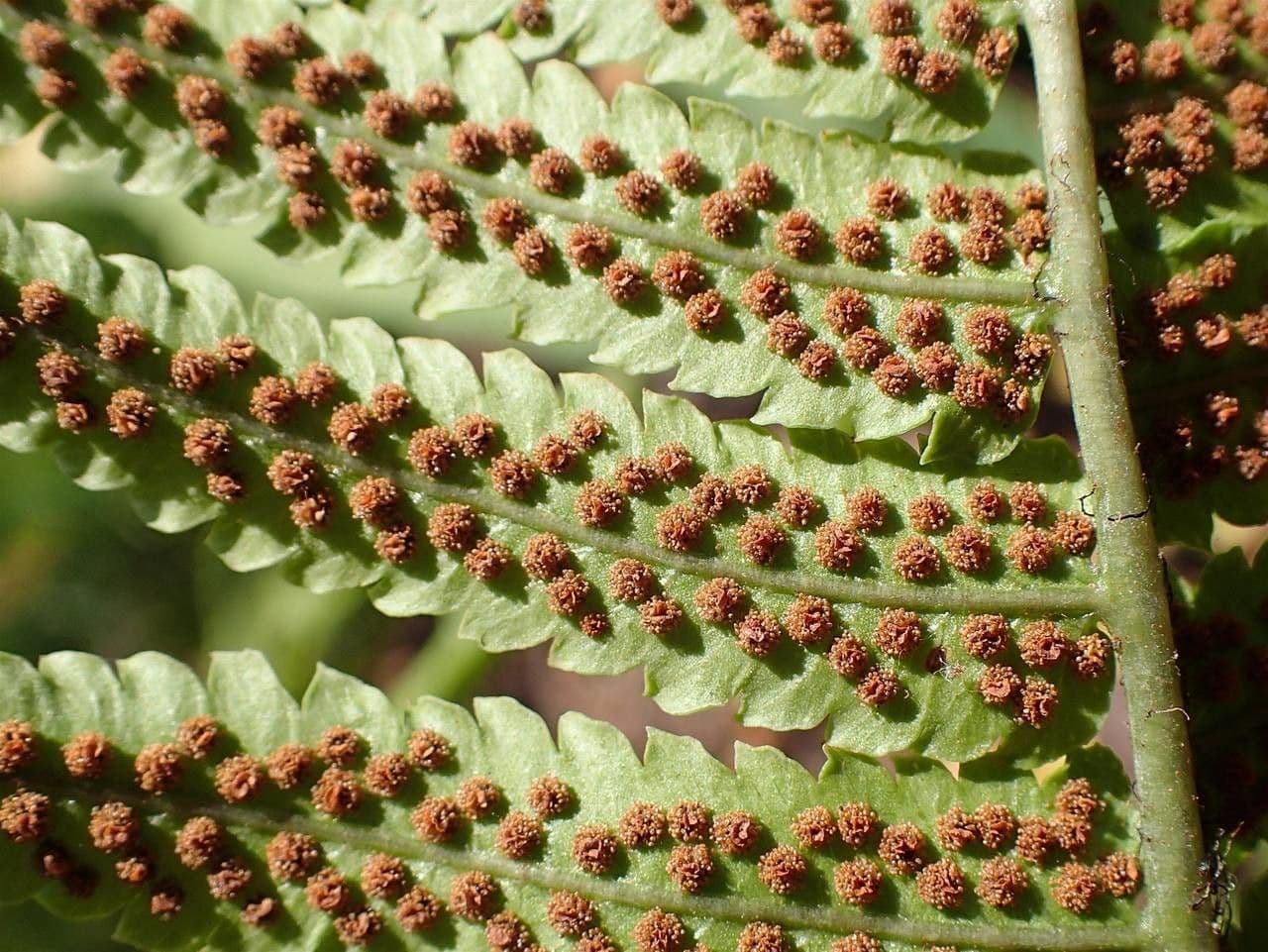 Dryopteris