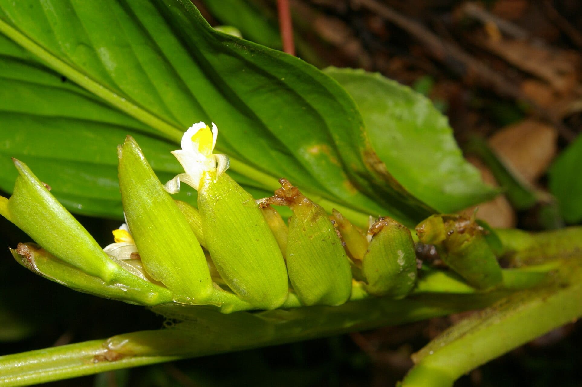 Hylaeanthe 3