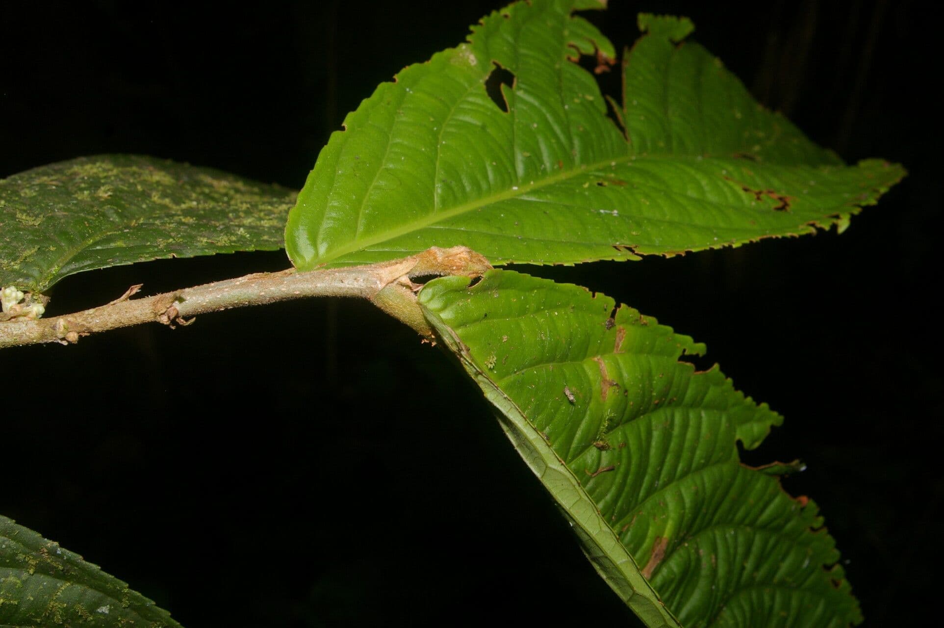 Casearia 3