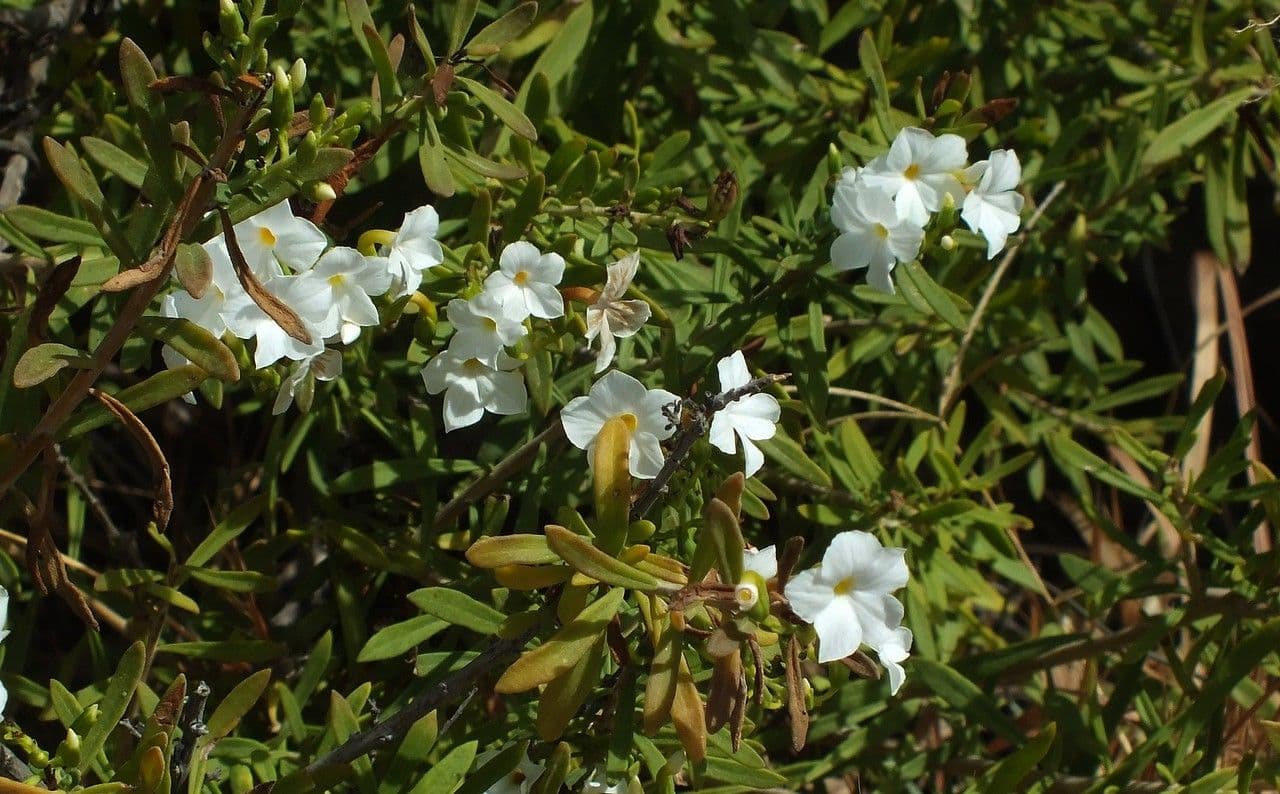 Campylanthus 4