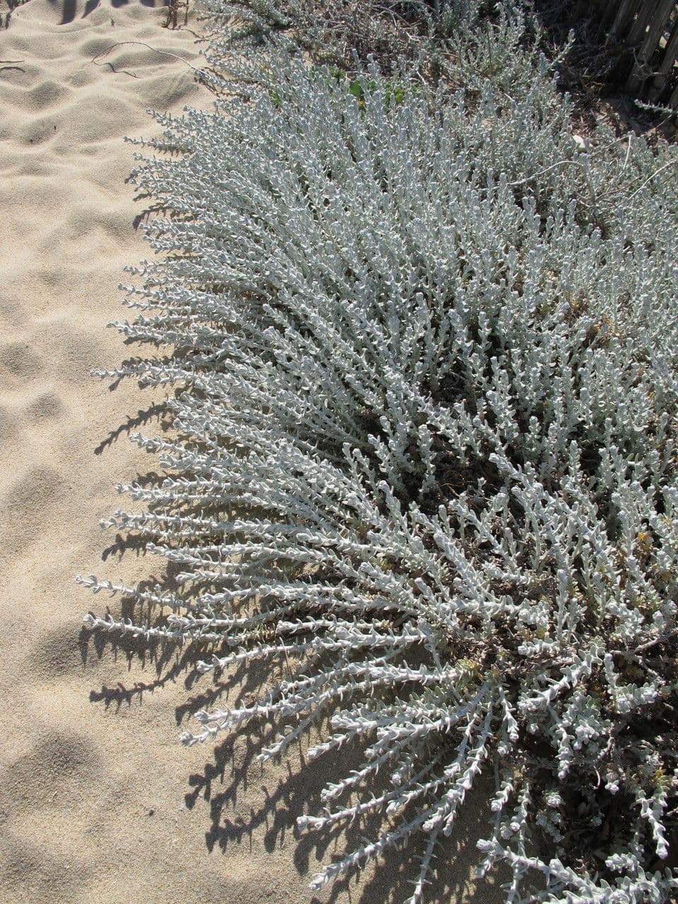 Achillea marittima 12