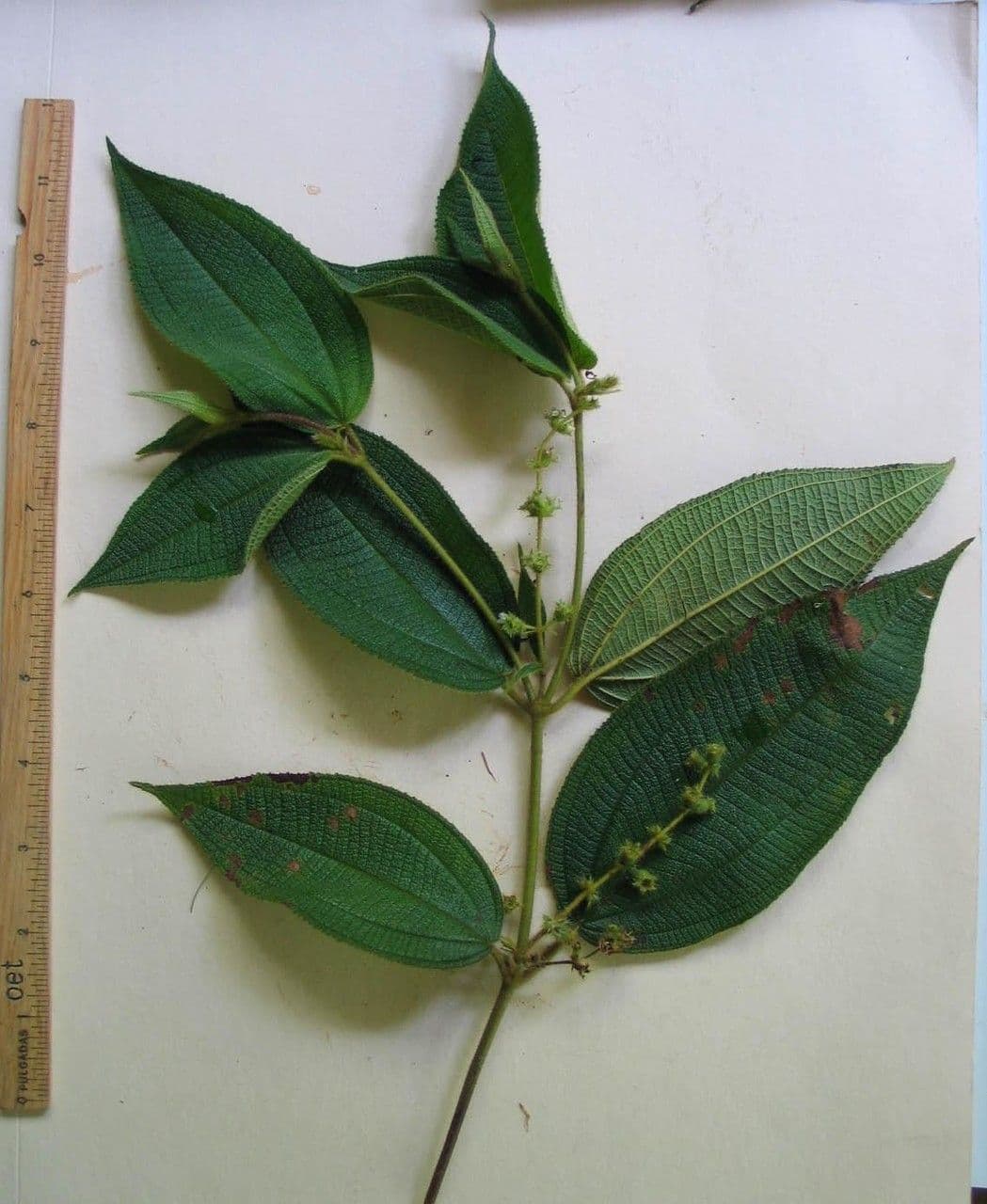 Miconia pendente 22