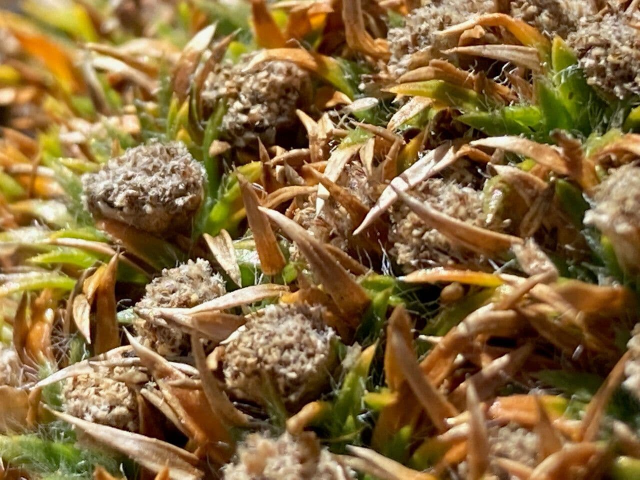 Paepalanthus