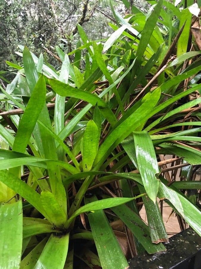 Bromelia 9