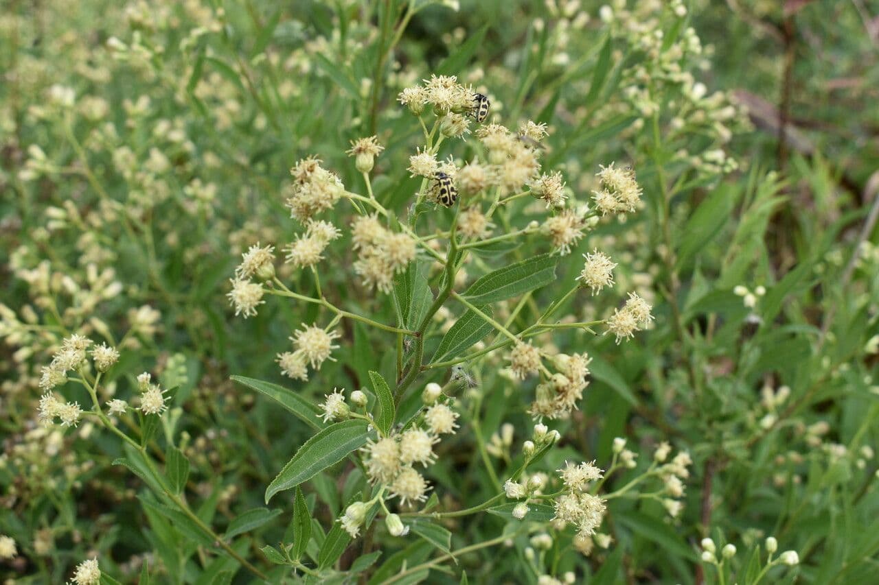 Baccharis 6
