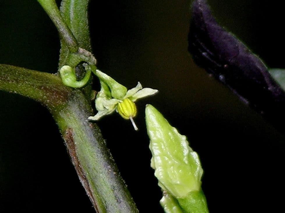 Solanum trizygum 6