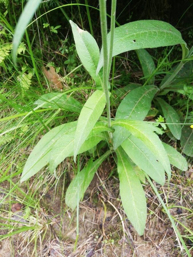 Ambretta silvatica 9