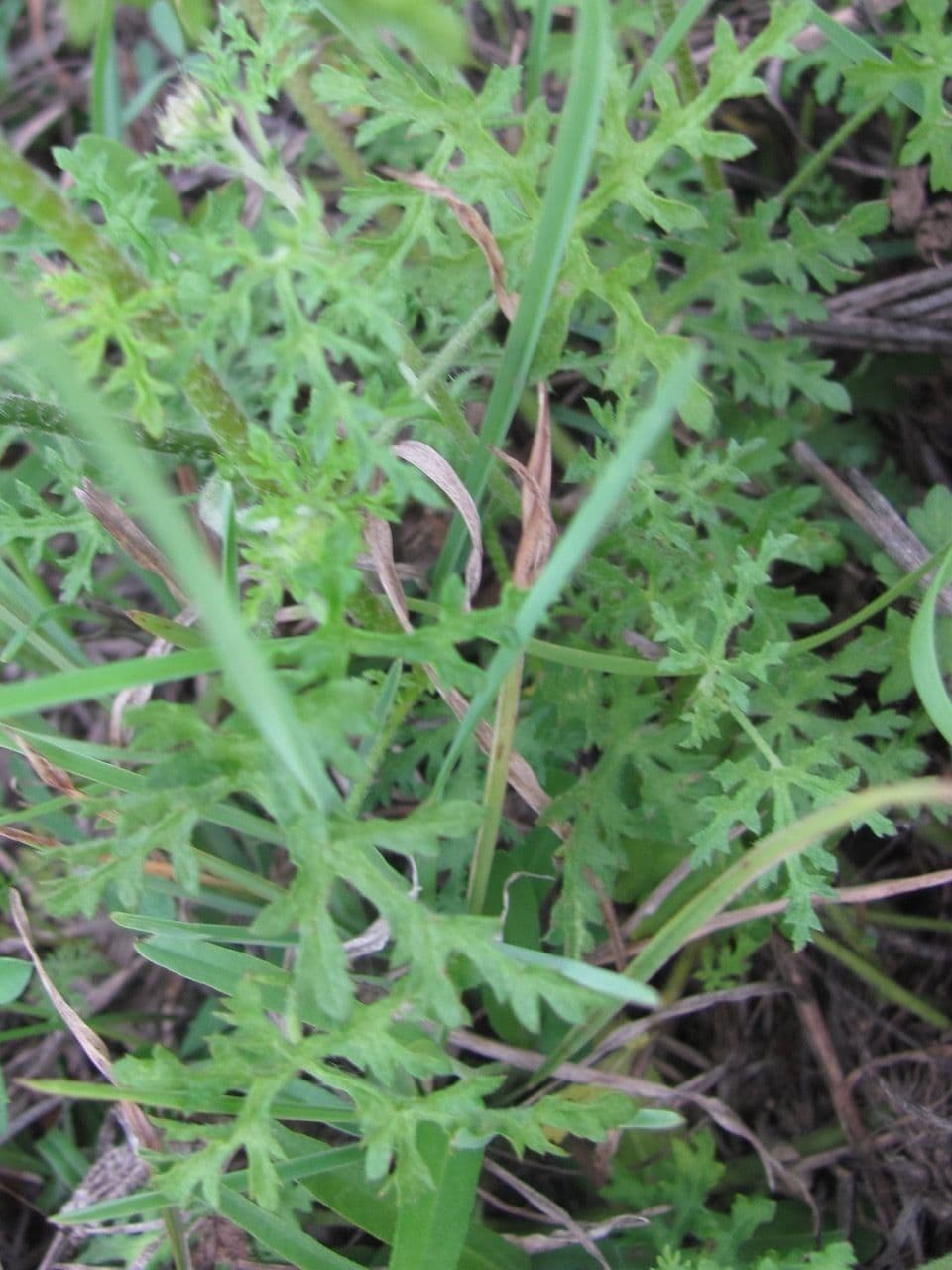 Sphaeralcea 3