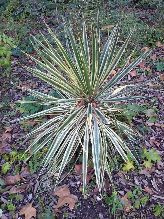 Yuca flaccida 9