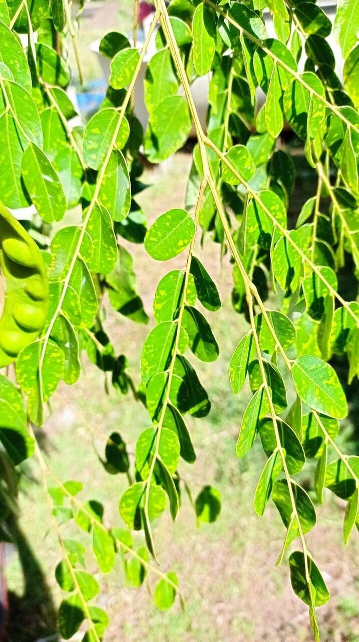 Korallenbaum 17