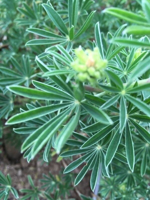 Baum-Lupine 27