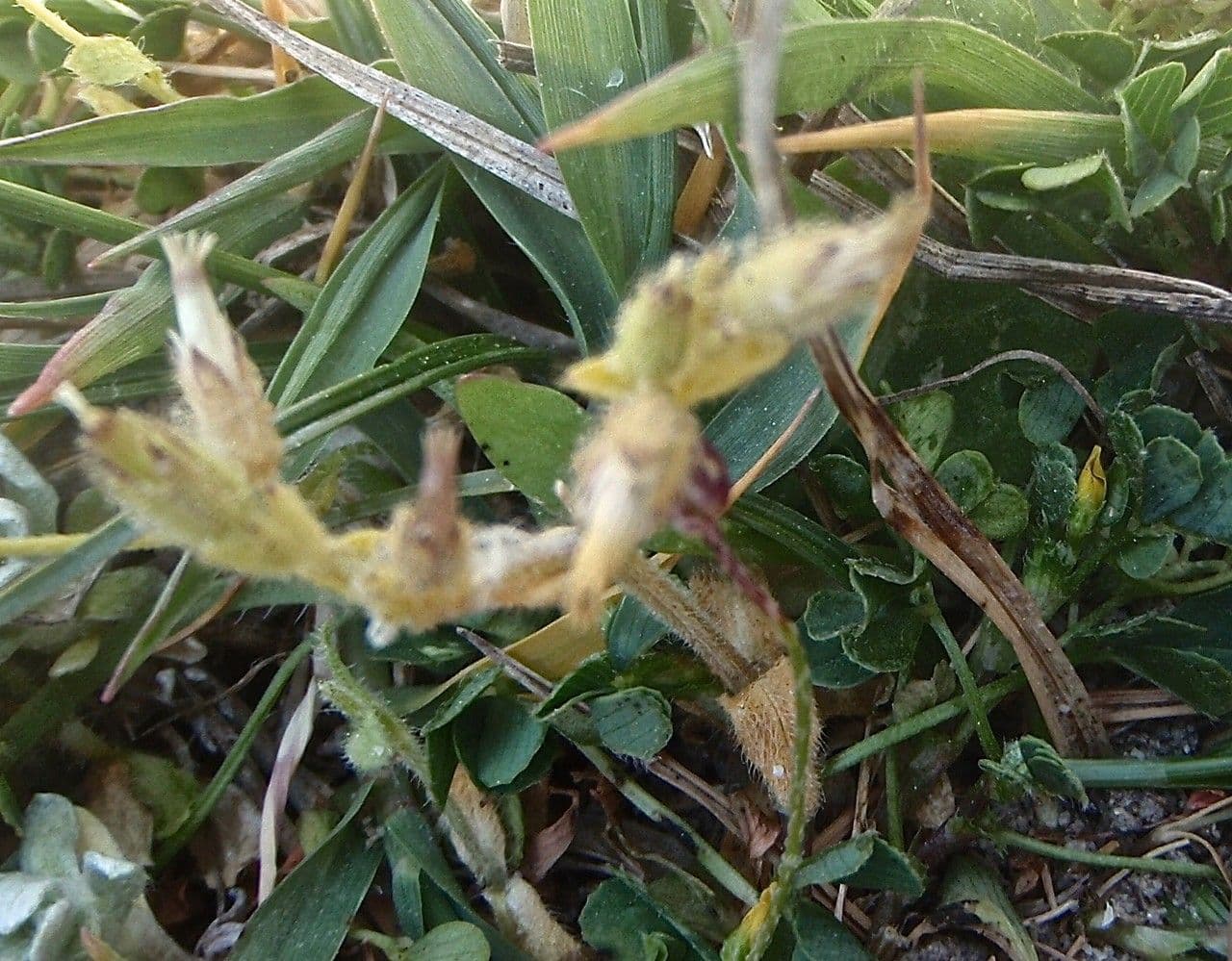 Cerastium siculum 2