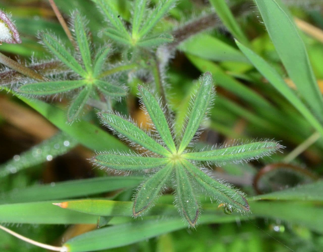 Lupinella bicolore 16