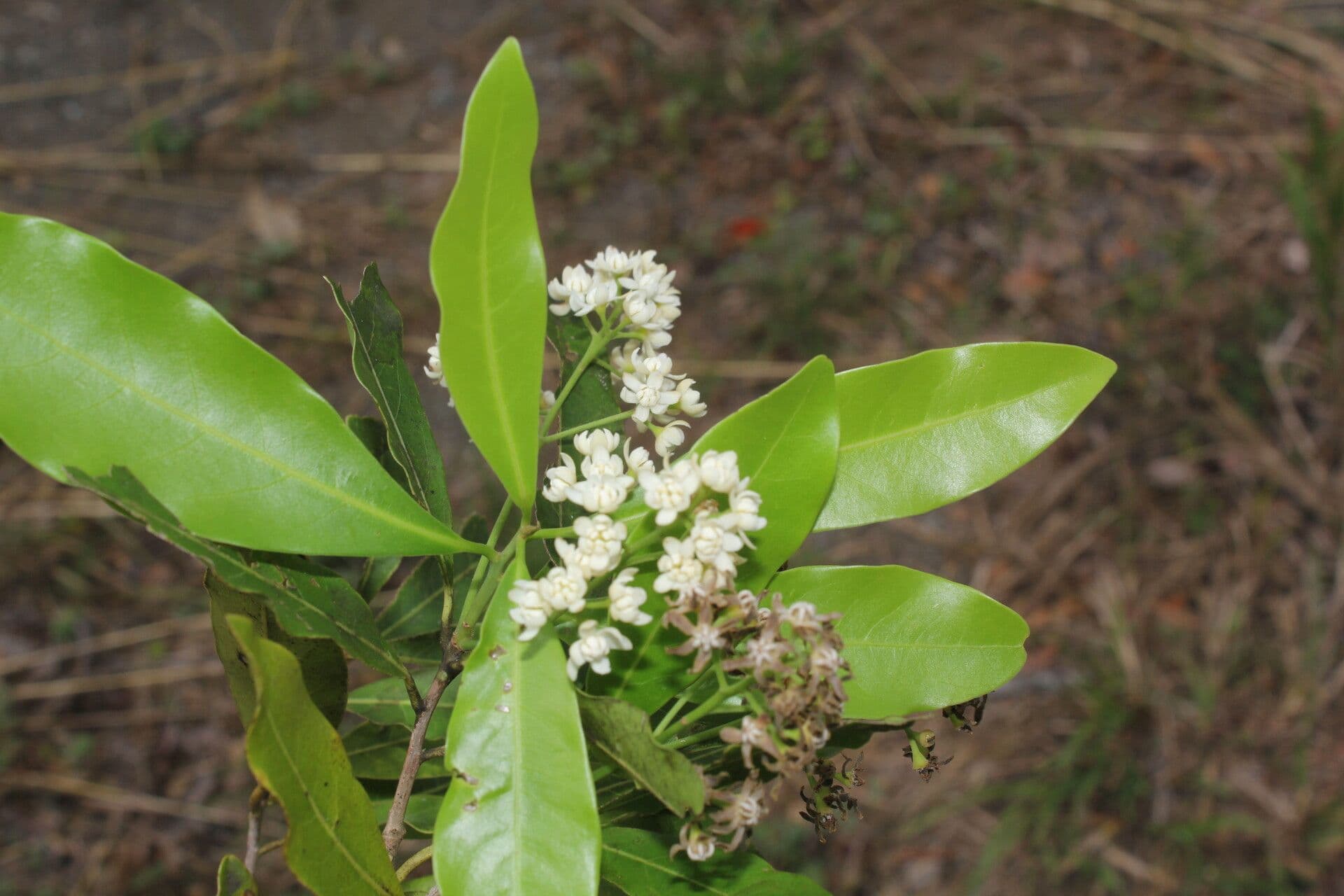 Veraguas-Mespilodaphne 12