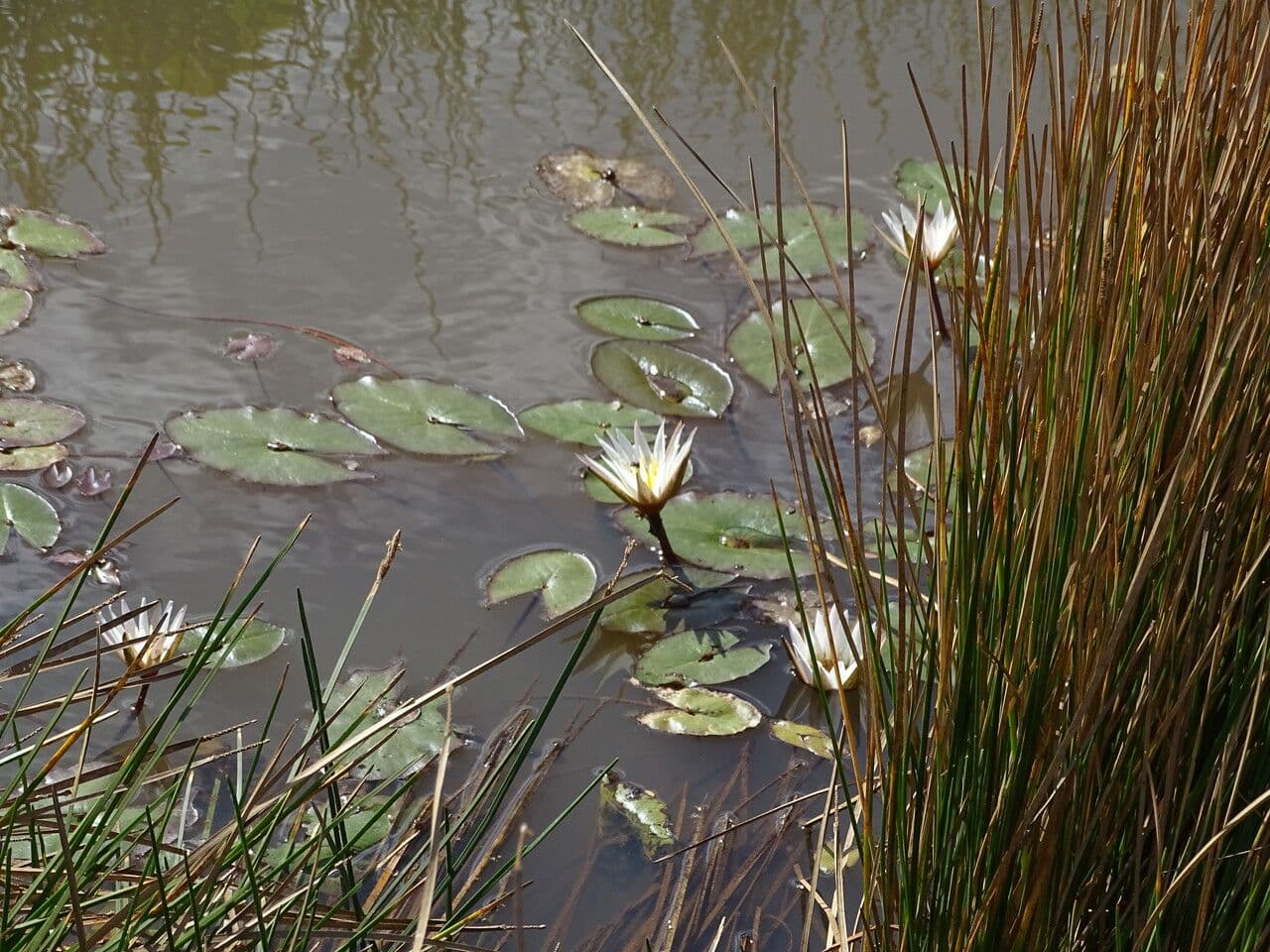 Leukanté 7