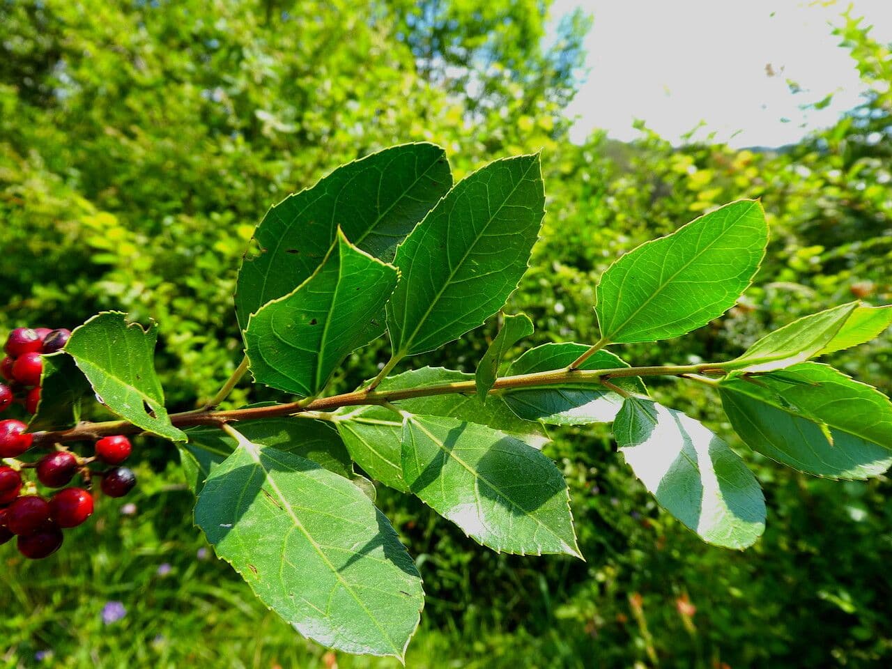 Alaterno 19