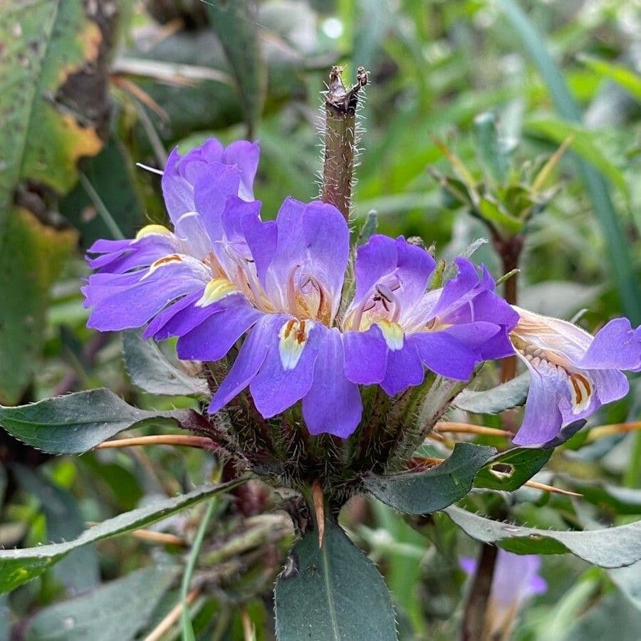 Hygrophila 4