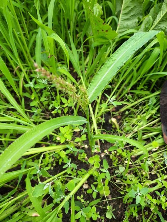 Echinochloa muricata 13