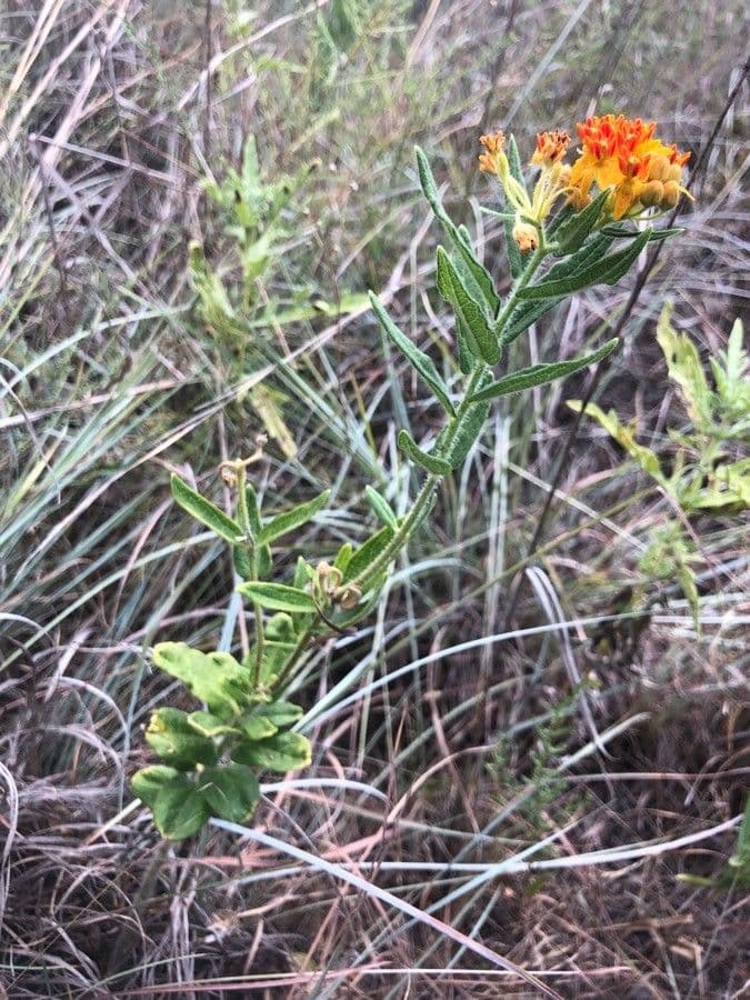 Asclepiade tuberosa 27
