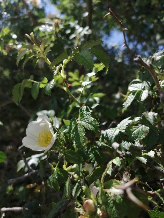 Acker-Rose 17
