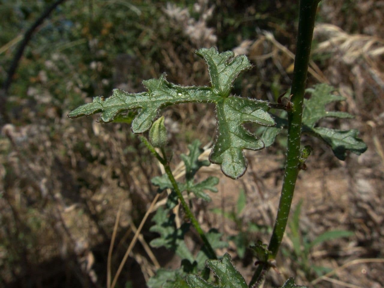Malva de Rusby 9